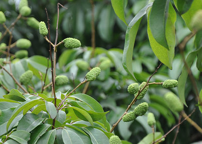 昆明荔枝市場(chǎng)批發(fā),優(yōu)質(zhì)荔枝廠家批發(fā)-湛江市杰升貿(mào)易提供昆明荔枝市場(chǎng)批發(fā),優(yōu)質(zhì)荔枝廠家批發(fā)的相關(guān)介紹、產(chǎn)品、服務(wù)、圖片、價(jià)格湛江市杰升貿(mào)易、銷售(含網(wǎng)上銷售):食品、水果、農(nóng)產(chǎn)品、日用品、花卉;貨物、